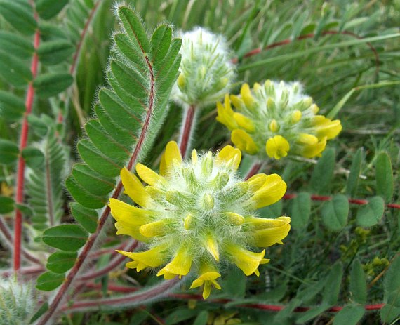 Рослини з червоної книги by Golovenko Antonina - Ourboox.com