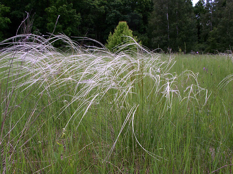 Рослини з червоної книги by Golovenko Antonina - Ourboox.com