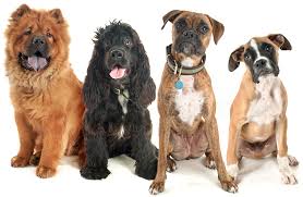 הכלב רקס by rinat heller - Illustrated by רינת הלר ויהלי  - Ourboox.com