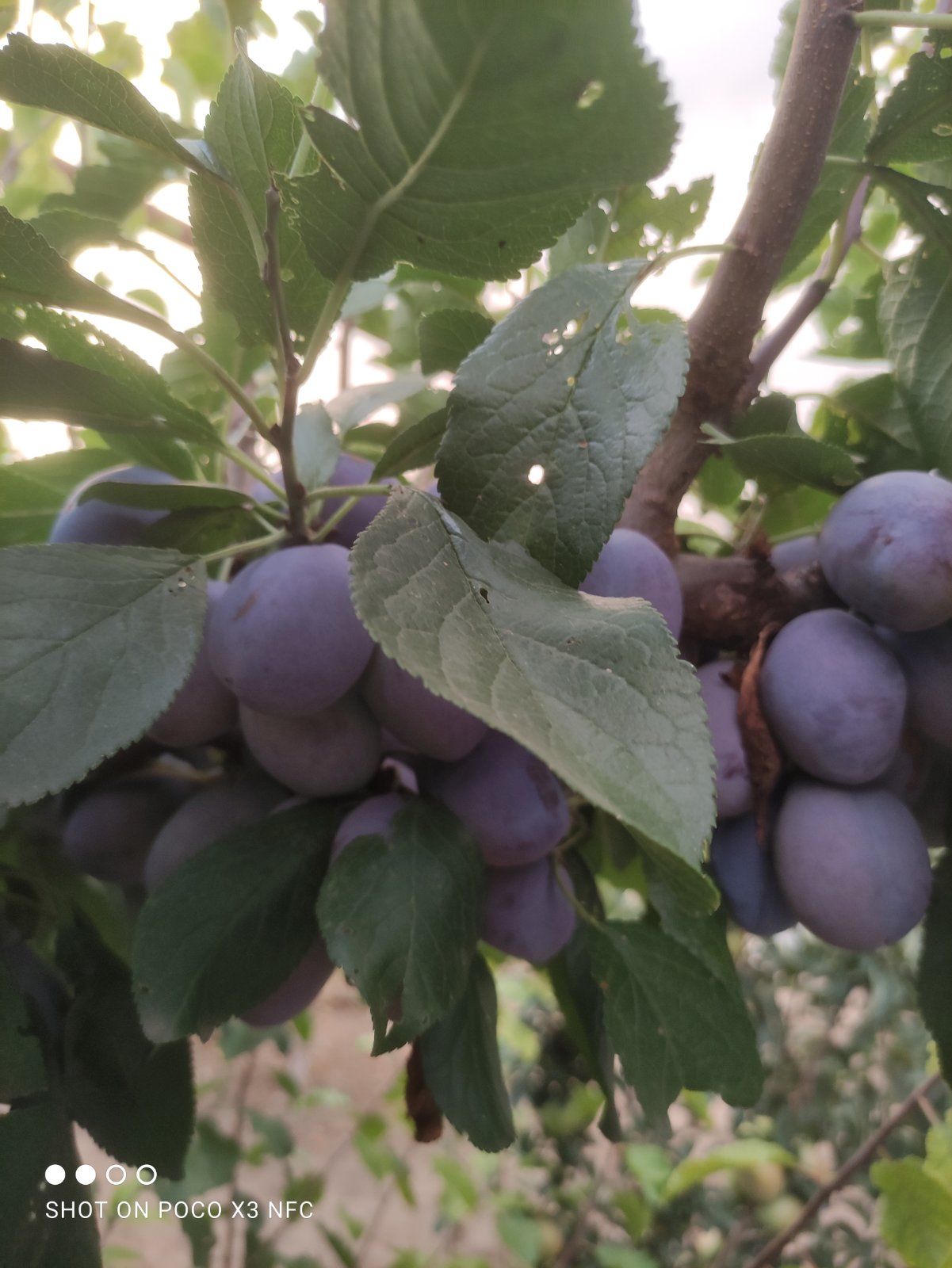 Земля – наш дім by Khamutinnikova Galina - Illustrated by Учні 7 класу Новогорівської гімназії Роздольської сільської ради Василівського району Запорізької області.  Керівник групи Хамутіннікова Галина Іванівна - Ourboox.com