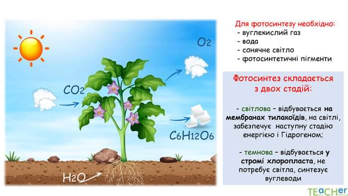 Обмін речовин та енергії. Фотосинтез. by Mitchenko Olena - Ourboox.com
