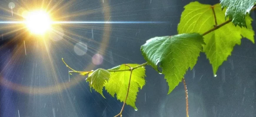 Таємниці погоди від чарівної природи by Kravchuk Katerina - Ourboox.com