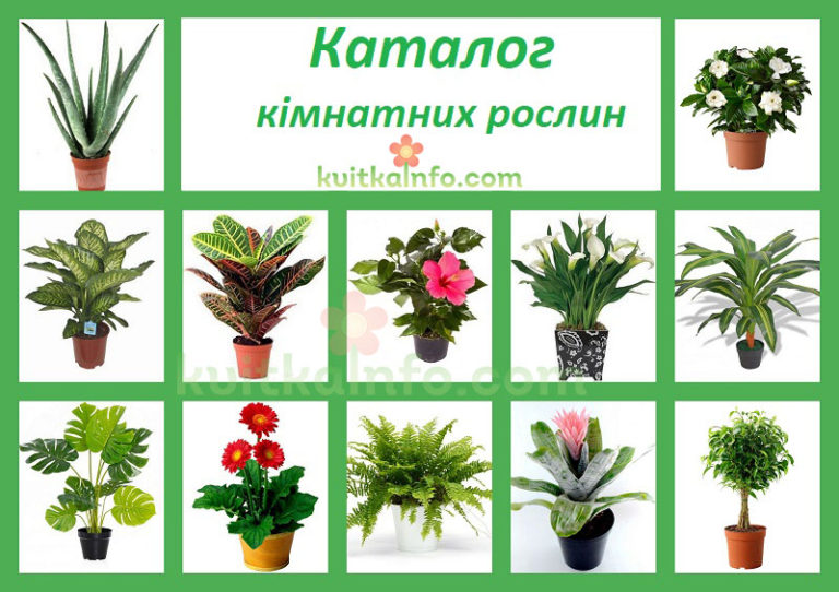 Кімнатні рослини by Volotka Oleksandra - Ourboox.com