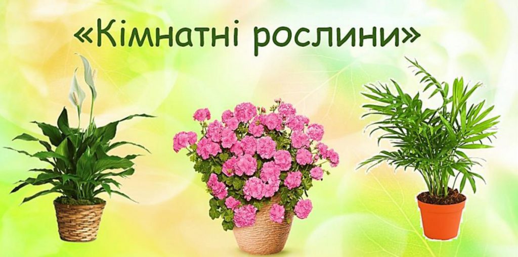 Кімнатні рослини by Volotka Oleksandra - Ourboox.com