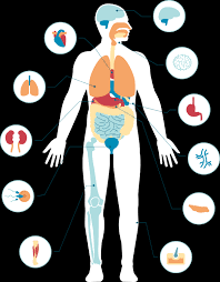 عجائب جسم الإنسان by هلا - Illustrated by طالبات الصف الخامس - Ourboox.com