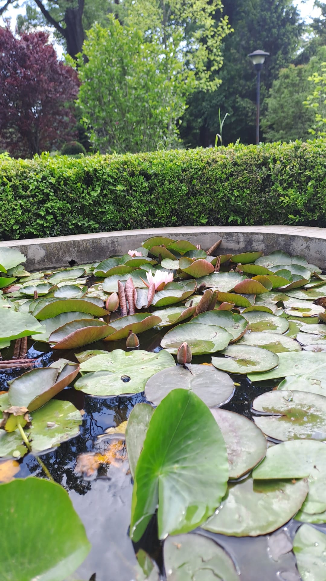 Nature’s Nurture by Oya Arslan - Ourboox.com