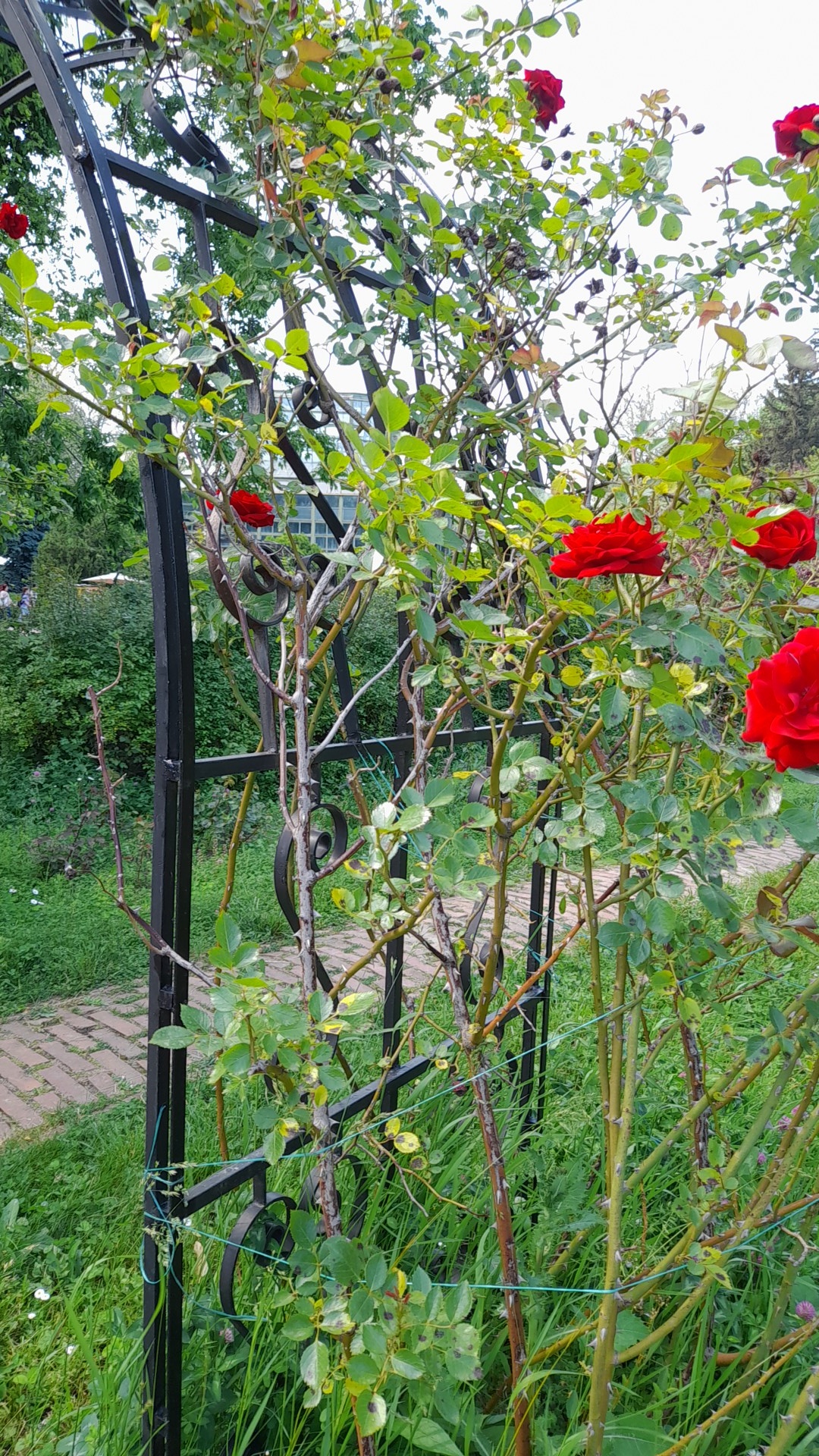 Nature’s Nurture by Oya Arslan - Ourboox.com