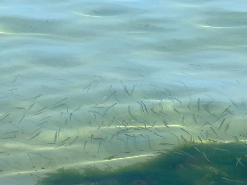 Nature’s Nurture by Oya Arslan - Ourboox.com