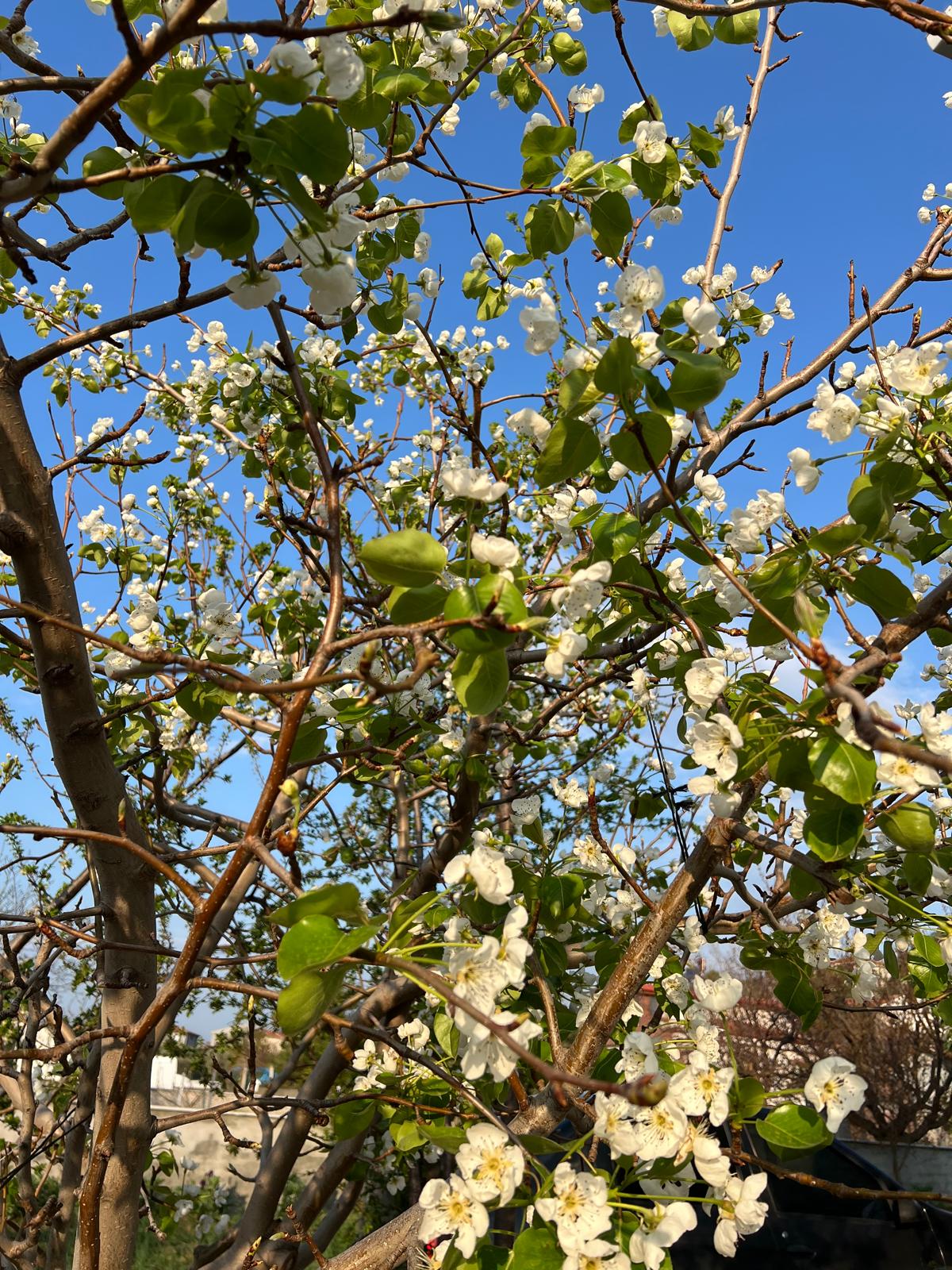 Nature’s Nurture by Oya Arslan - Ourboox.com