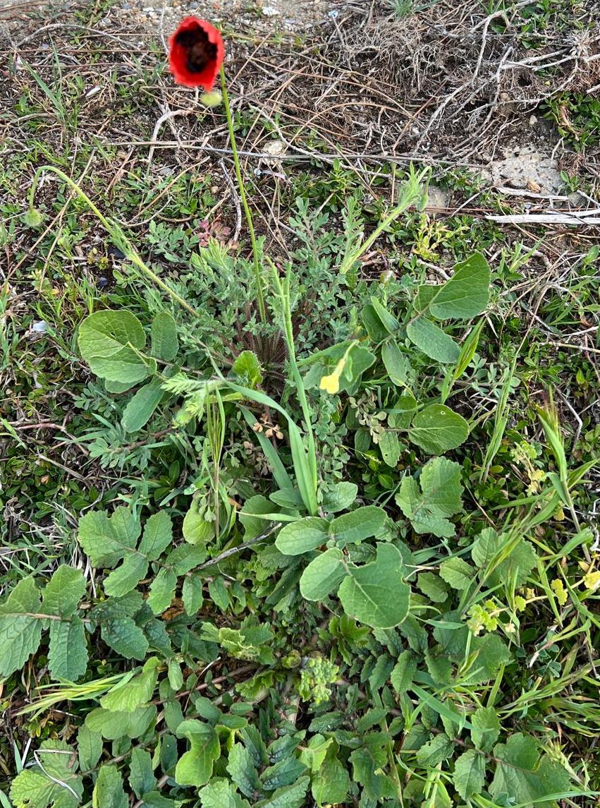 Nature’s Nurture by Oya Arslan - Ourboox.com