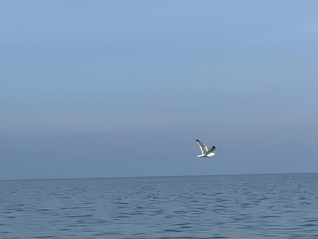 Nature’s Nurture by Oya Arslan - Ourboox.com