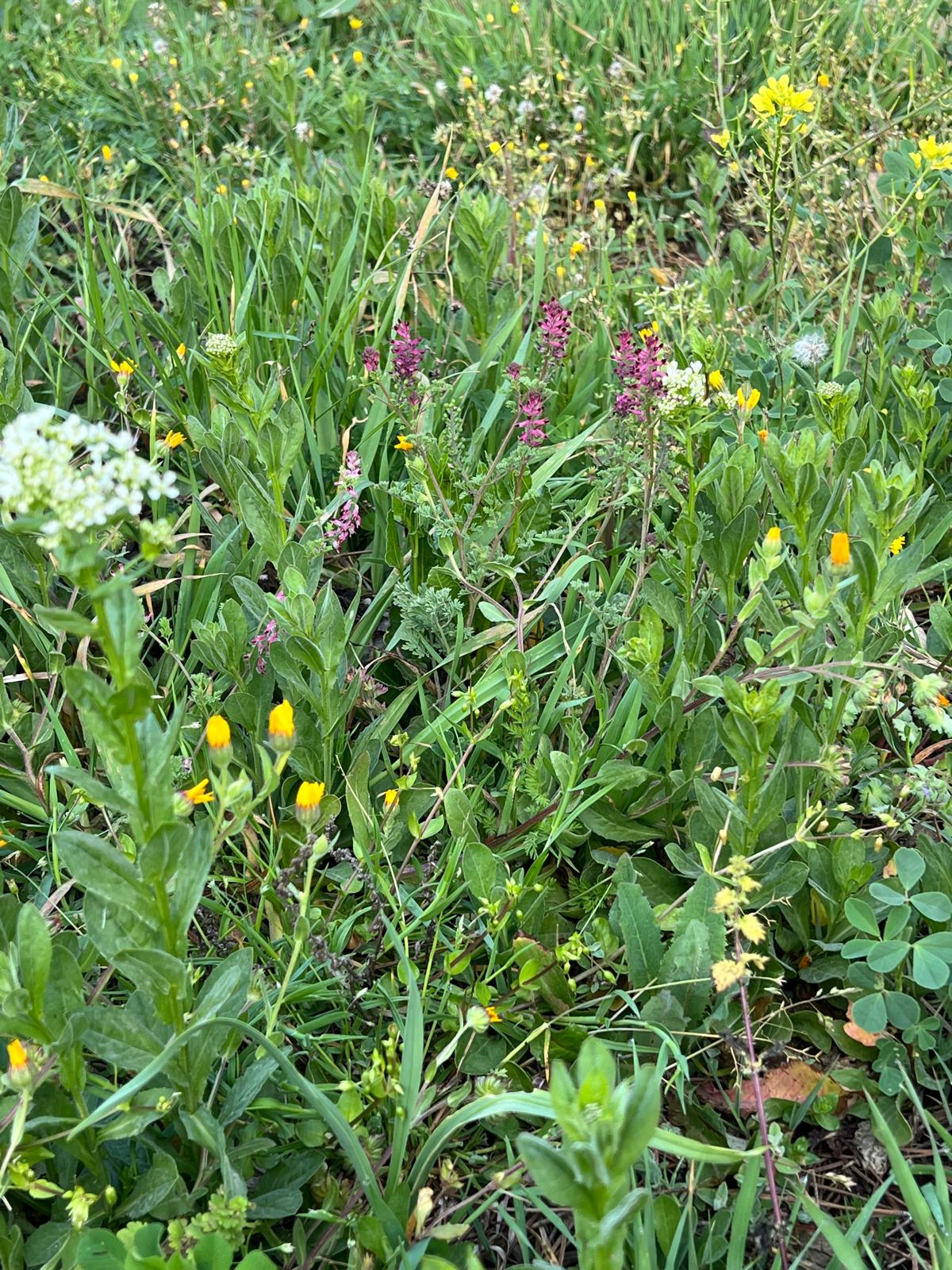 Nature’s Nurture by Oya Arslan - Ourboox.com