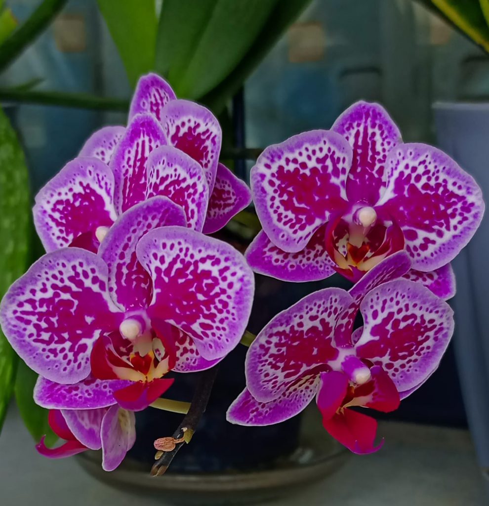 Nature’s Nurture by Oya Arslan - Ourboox.com