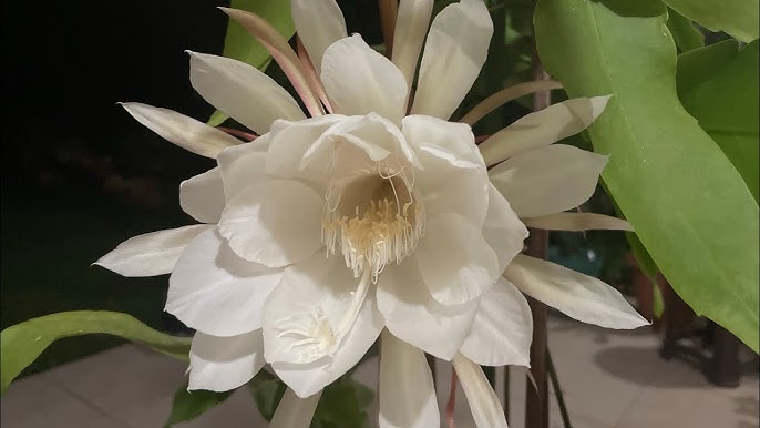 Nature’s Nurture by Oya Arslan - Ourboox.com