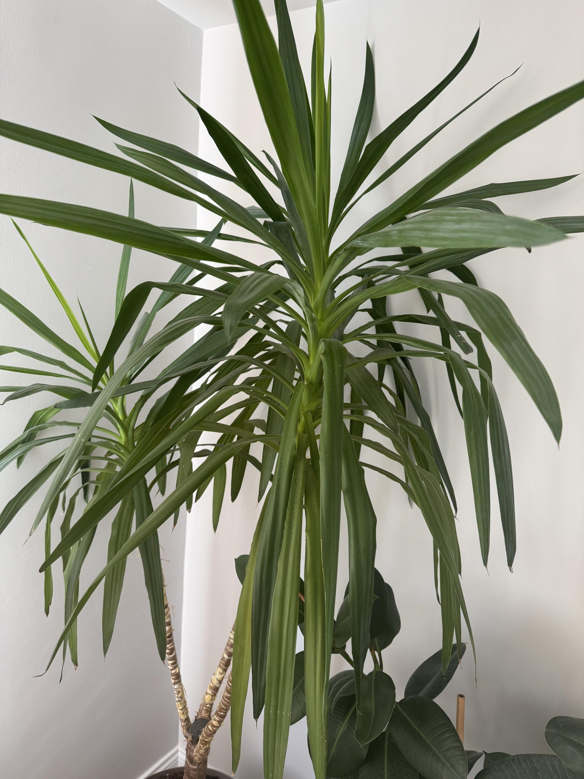 Nature’s Nurture by Oya Arslan - Ourboox.com