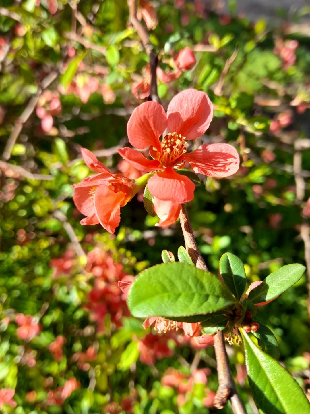 Nature’s Nurture by Oya Arslan - Ourboox.com