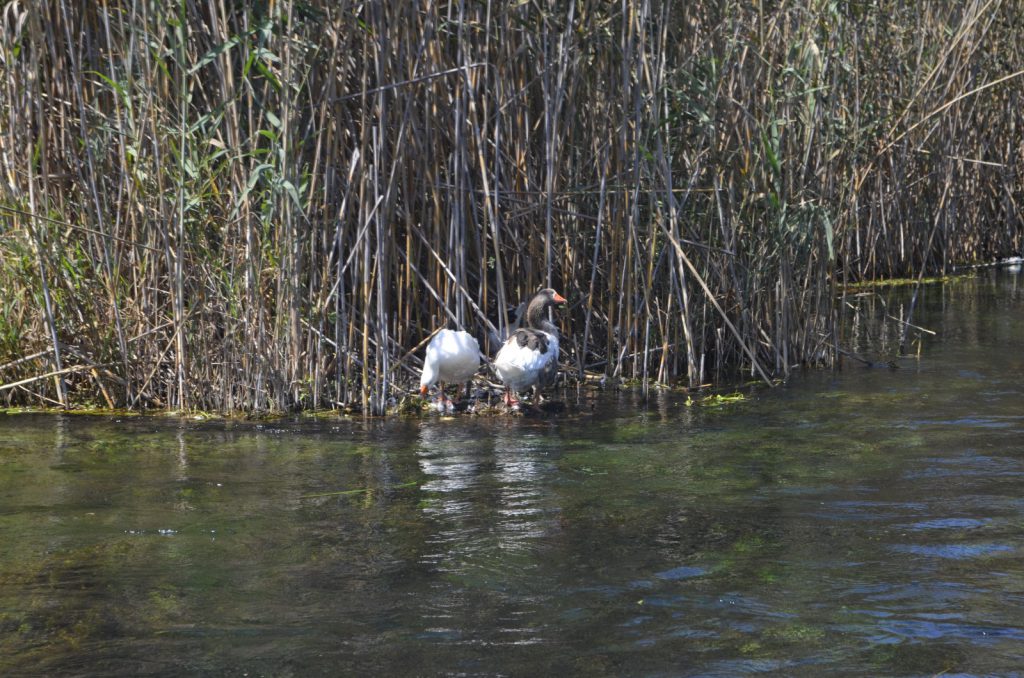 Nature’s Nurture by Oya Arslan - Ourboox.com