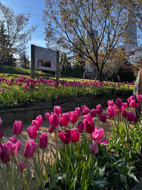 Nature’s Nurture by Oya Arslan - Ourboox.com