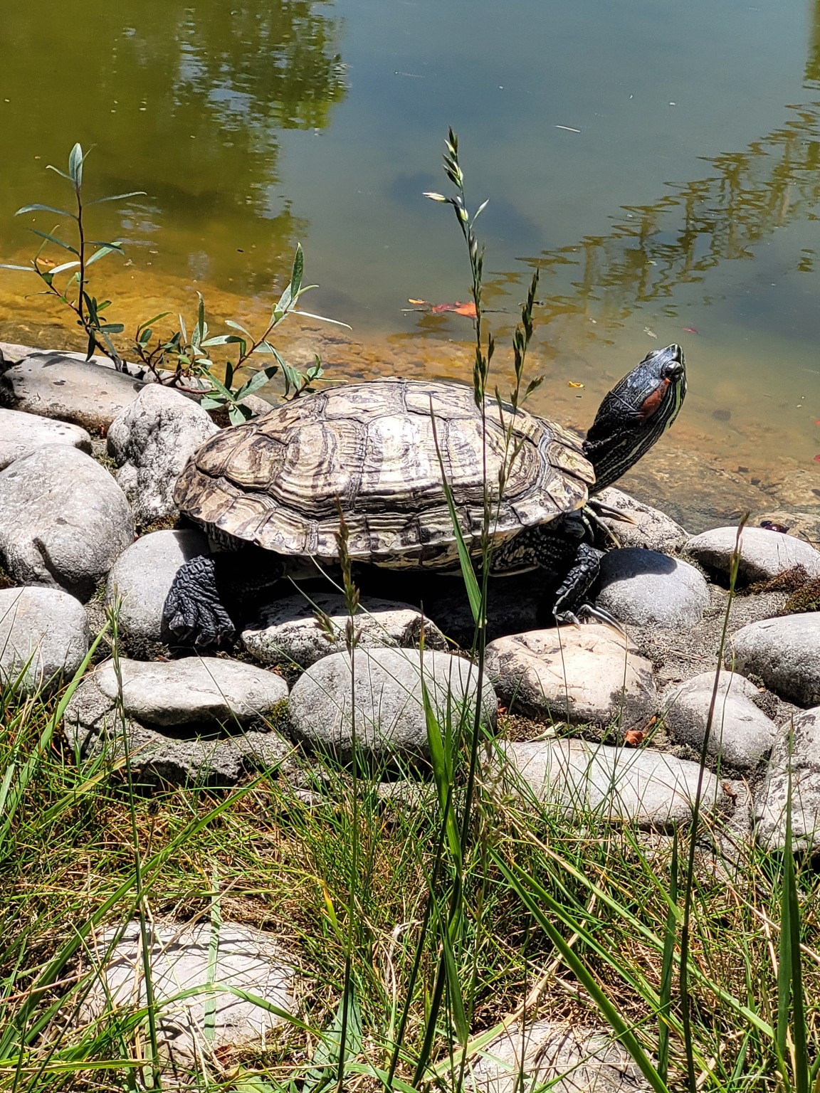 Nature’s Nurture by Oya Arslan - Ourboox.com