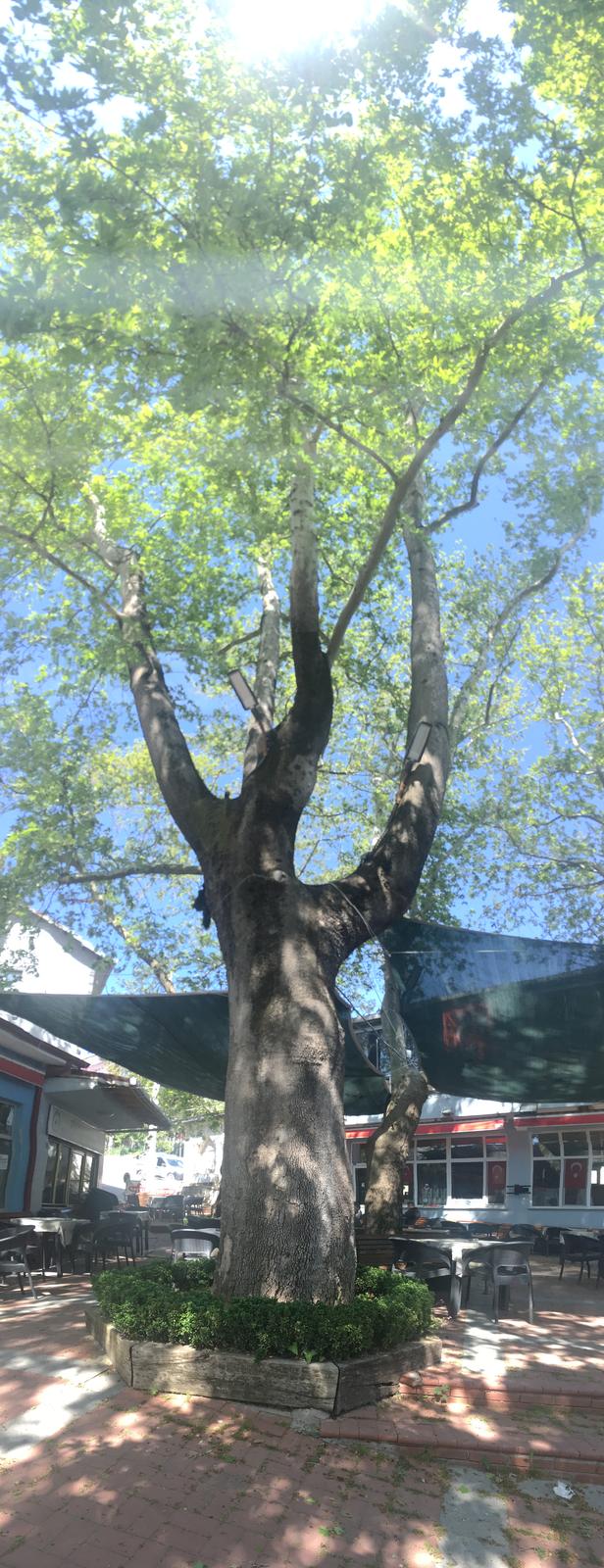 Nature’s Nurture by Oya Arslan - Ourboox.com