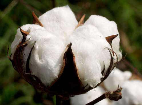 Nature’s Nurture by Oya Arslan - Ourboox.com