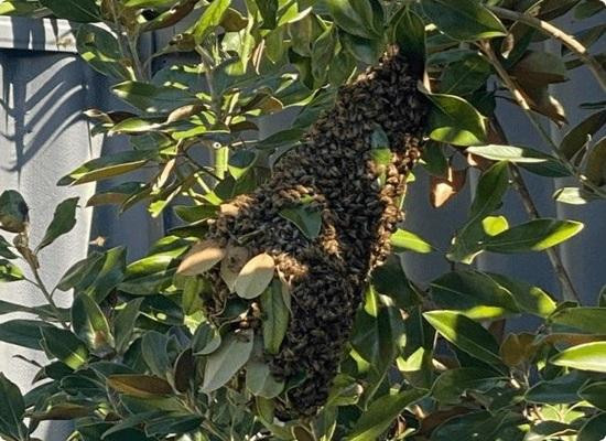 Bee Rangers Perth by Bee Rangers Perth - Ourboox.com