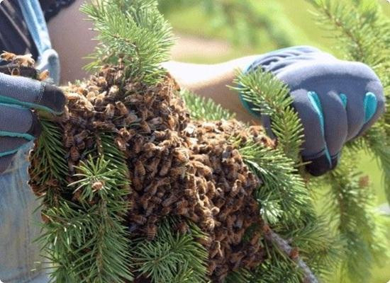 Bee Rangers Perth by Bee Rangers Perth - Ourboox.com