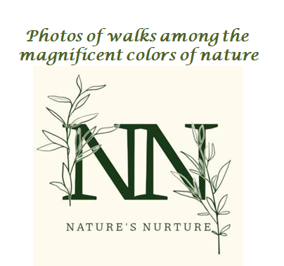 Nature’s Nurture by Oya Arslan - Ourboox.com