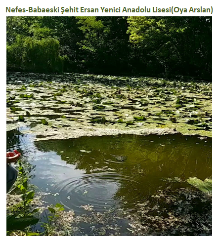 Nature’s Nurture by Oya Arslan - Ourboox.com