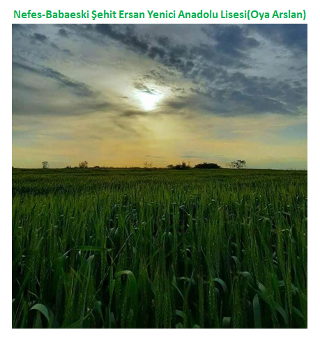 Nature’s Nurture by Oya Arslan - Ourboox.com