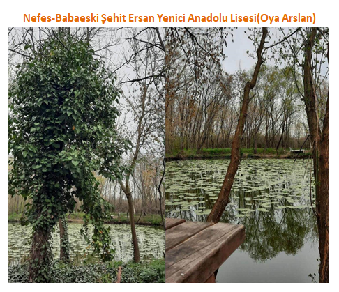 Nature’s Nurture by Oya Arslan - Ourboox.com