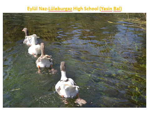 Nature’s Nurture by Oya Arslan - Ourboox.com