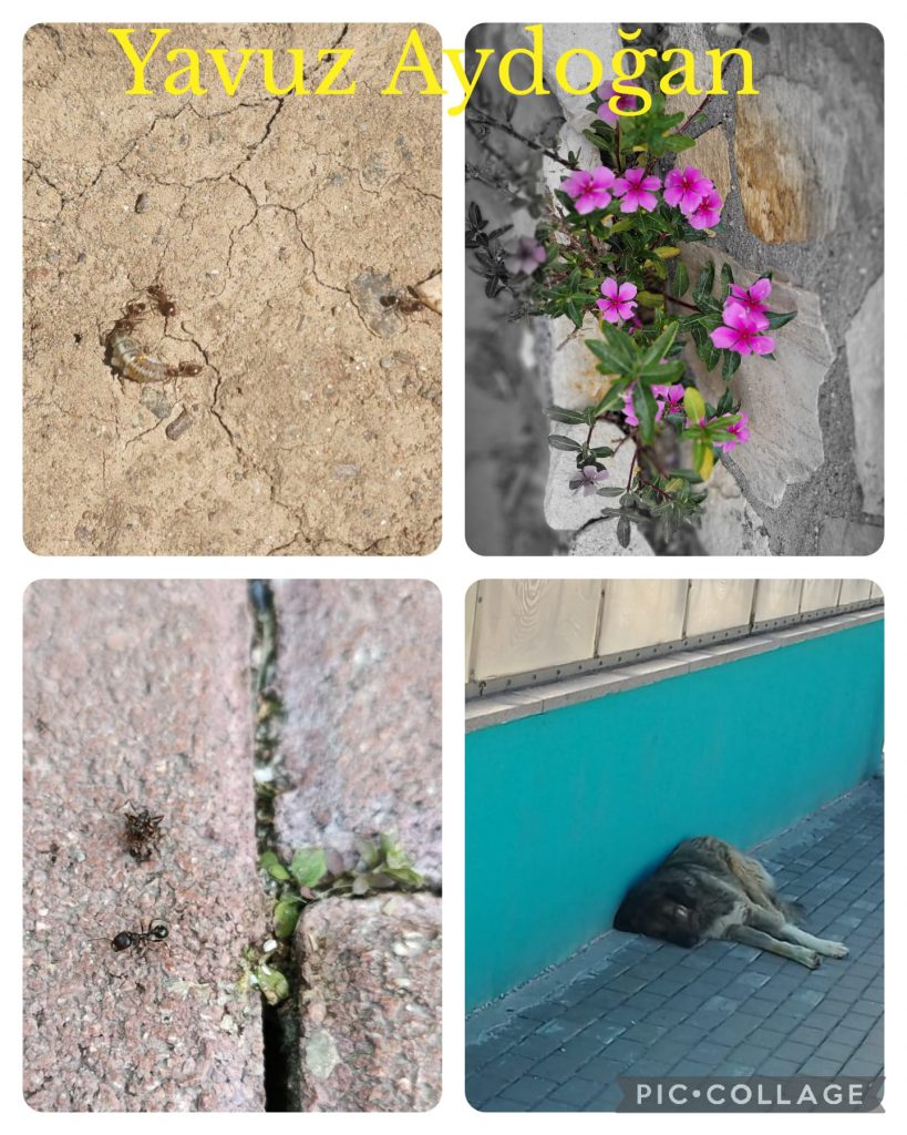 DAVUTKADI EŞREF EVCİL PRIMARY SCHOOL I CAN DO NATUREGRAPHY CATALOGUE by hanım aslan keleş - Ourboox.com