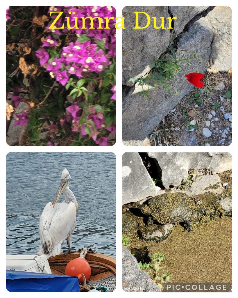 DAVUTKADI EŞREF EVCİL PRIMARY SCHOOL I CAN DO NATUREGRAPHY CATALOGUE by hanım aslan keleş - Ourboox.com