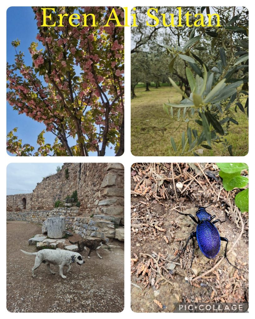 DAVUTKADI EŞREF EVCİL PRIMARY SCHOOL I CAN DO NATUREGRAPHY CATALOGUE by hanım aslan keleş - Ourboox.com