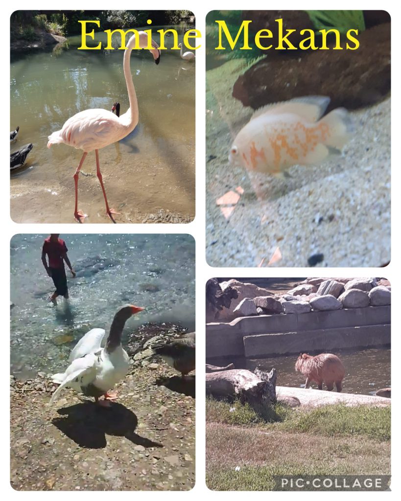 DAVUTKADI EŞREF EVCİL PRIMARY SCHOOL I CAN DO NATUREGRAPHY CATALOGUE by hanım aslan keleş - Ourboox.com