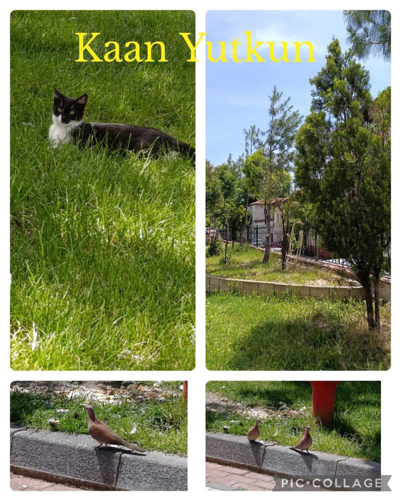 DAVUTKADI EŞREF EVCİL PRIMARY SCHOOL I CAN DO NATUREGRAPHY CATALOGUE by hanım aslan keleş - Ourboox.com