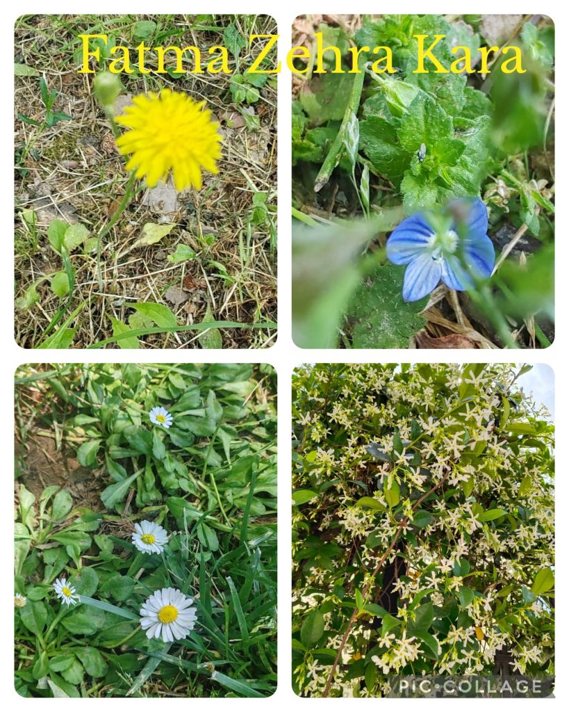 DAVUTKADI EŞREF EVCİL PRIMARY SCHOOL I CAN DO NATUREGRAPHY CATALOGUE by hanım aslan keleş - Ourboox.com