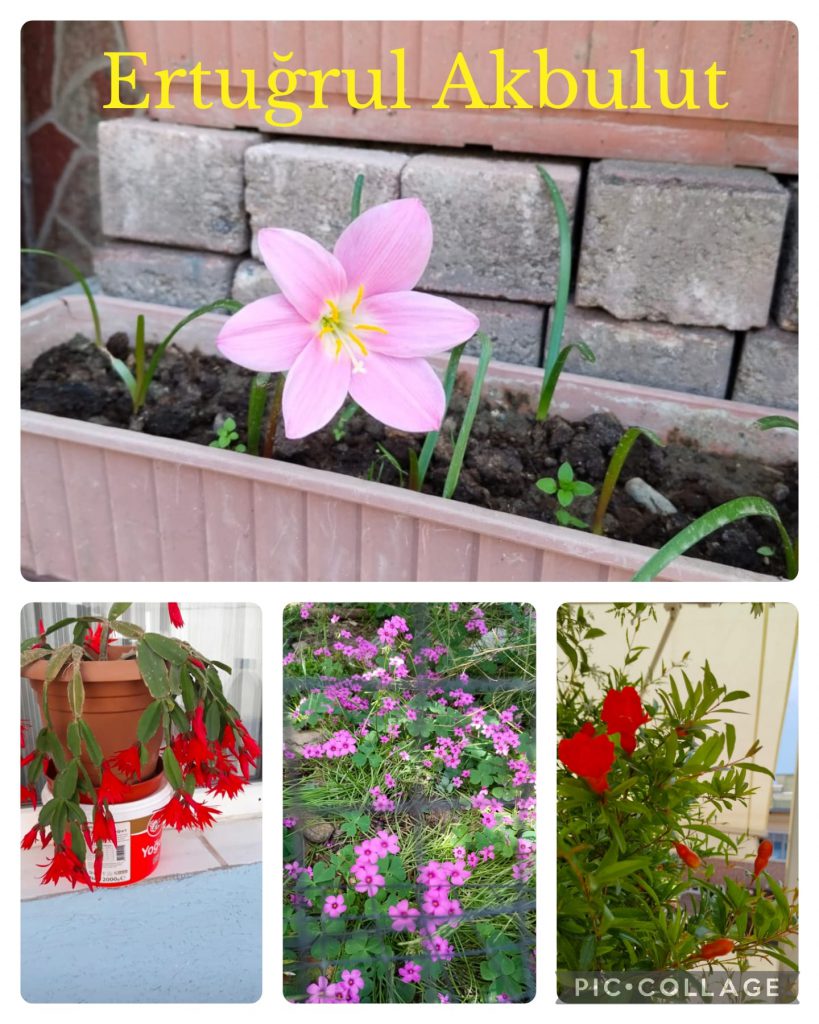 DAVUTKADI EŞREF EVCİL PRIMARY SCHOOL I CAN DO NATUREGRAPHY CATALOGUE by hanım aslan keleş - Ourboox.com