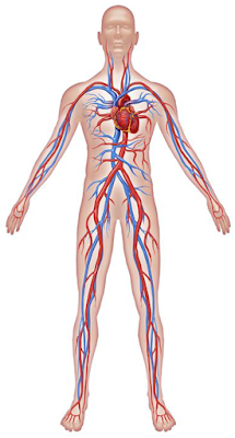 جسم الانسان-جهاز النقل by fatme esmael - Ourboox.com