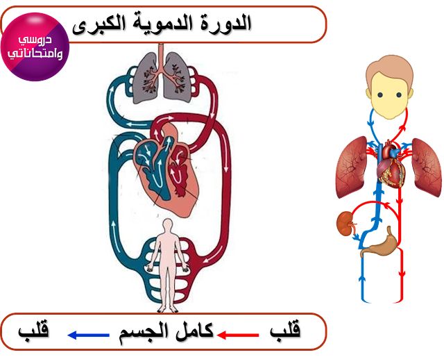جسم الانسان-جهاز النقل by fatme esmael - Ourboox.com