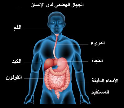 جهاز الهضم by noor - Ourboox.com