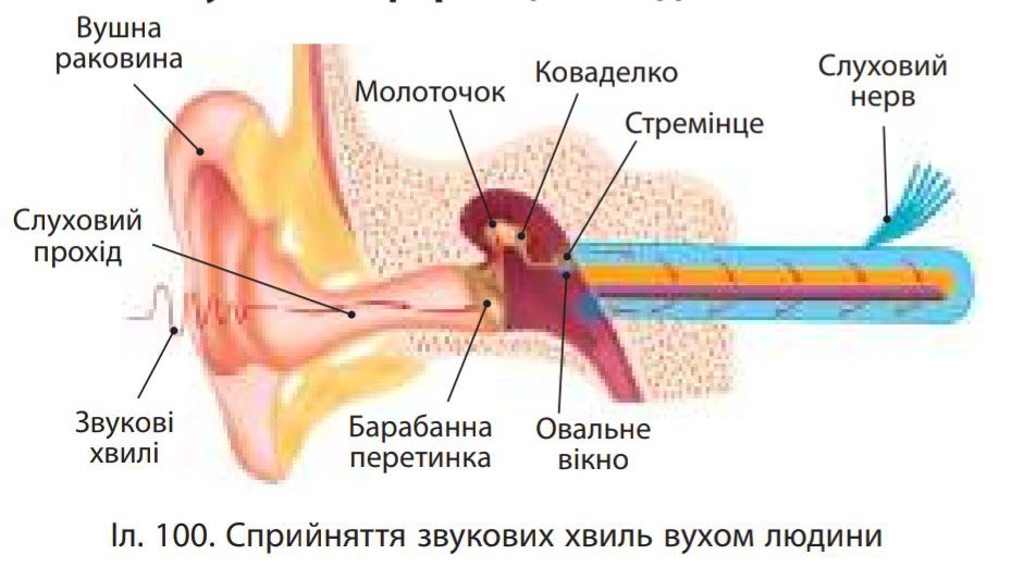 Сенсорна слухова система by Vlad - Ourboox.com
