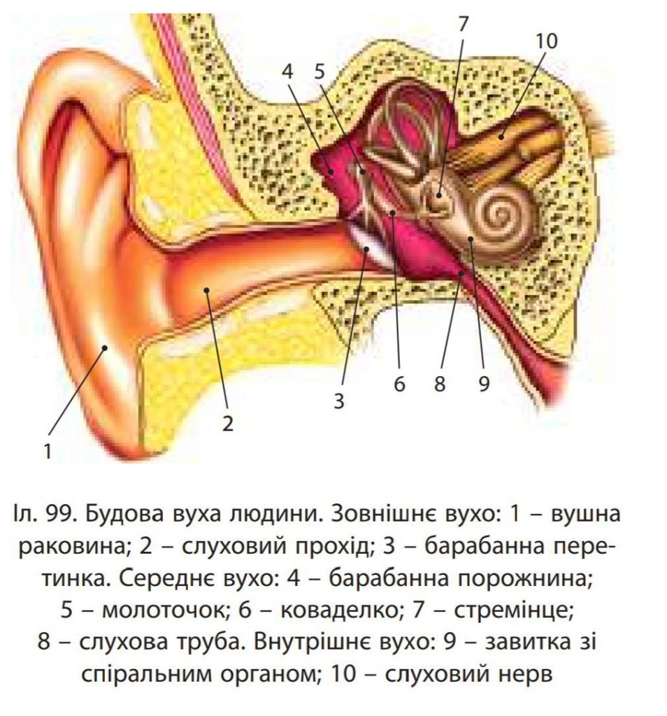 Сенсорна слухова система by Vlad - Ourboox.com
