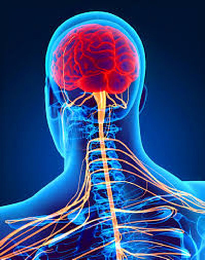 جهاز العصبي by roaa abd elhalek - Ourboox.com