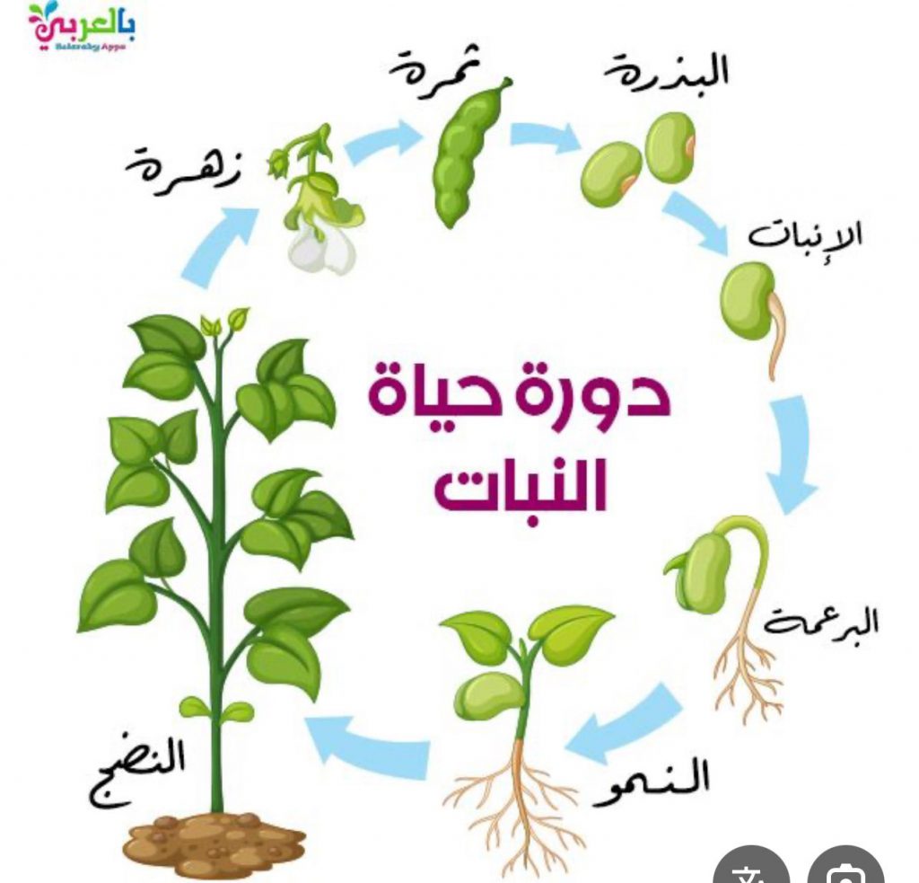 العلوم by rama shalabi - Illustrated by راما شلبي - Ourboox.com