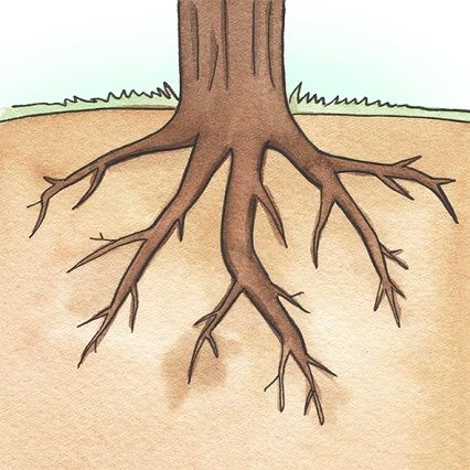 جذر النبات ووظائفه by eatf - Ourboox.com