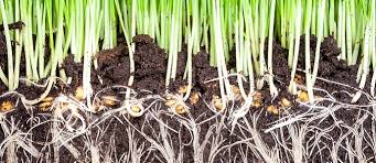 جذر النبات ووظائفه by eatf - Ourboox.com