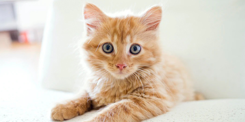 Il mio cagnolino si chiama Ginger