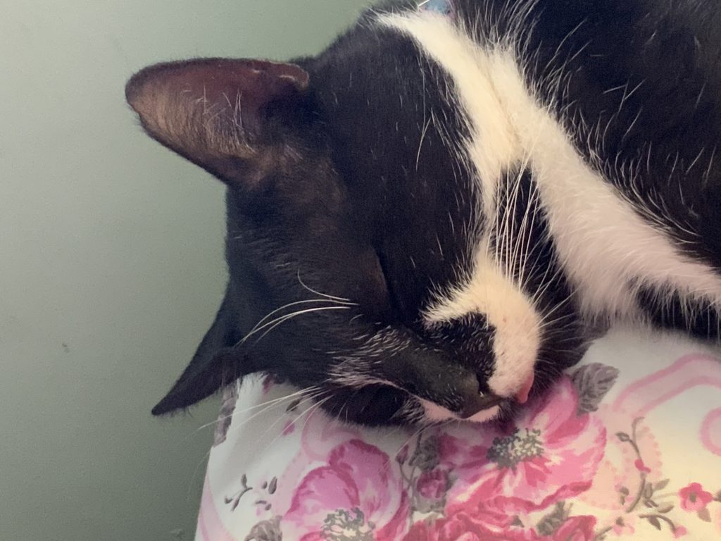 Halil by Halil - Ourboox.com